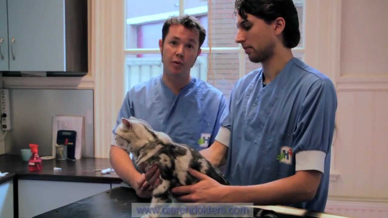 Pipetjes tegen vlooien, wormen en teken in de nek toedienen bij de kat