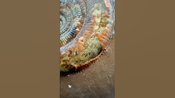 GOLDEN Fossil Ammonite Cracked Open!