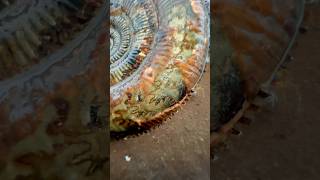 GOLDEN Fossil Ammonite Cracked Open!