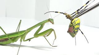 爆発寸前のクモをカマキリにあげた結果...