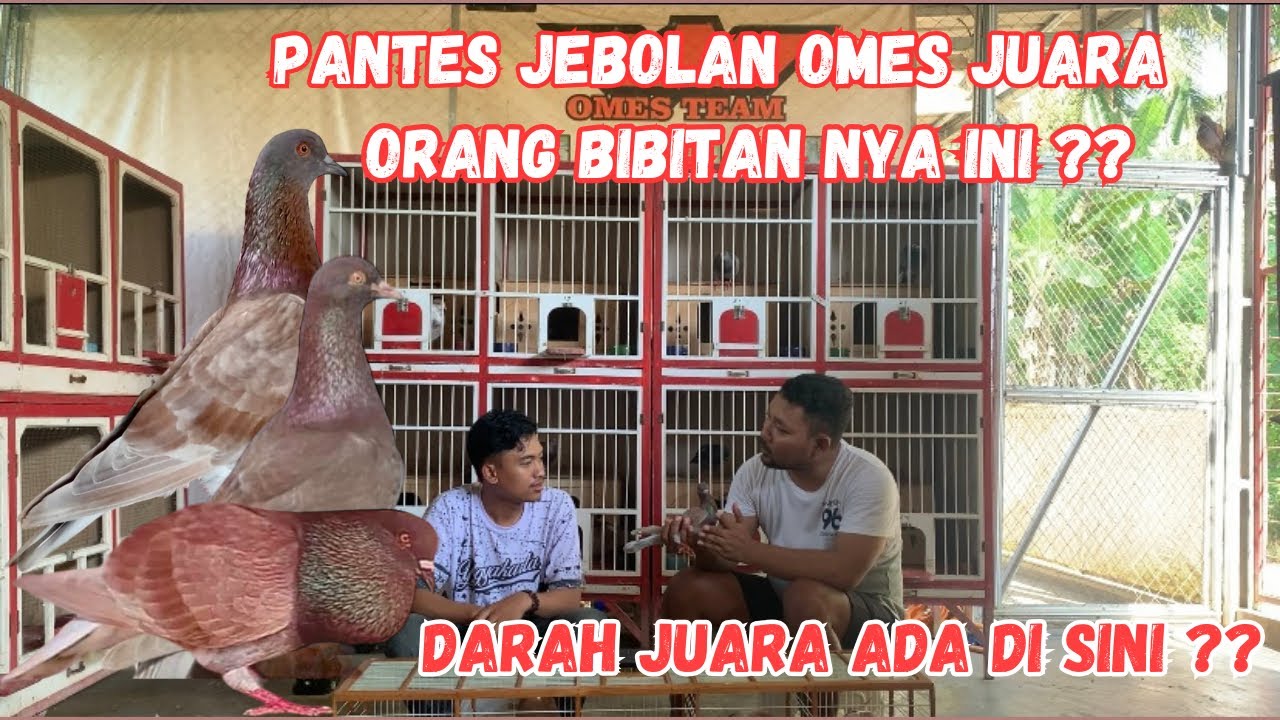 Bibitan pokok team OMES PANGANDARAN.mau bikin kaya ALIF??! || jemi firmansyah