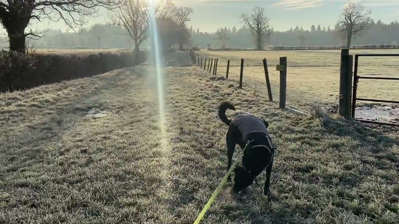 Ice frozen ASMR dog walk through fields in stunning English countryside