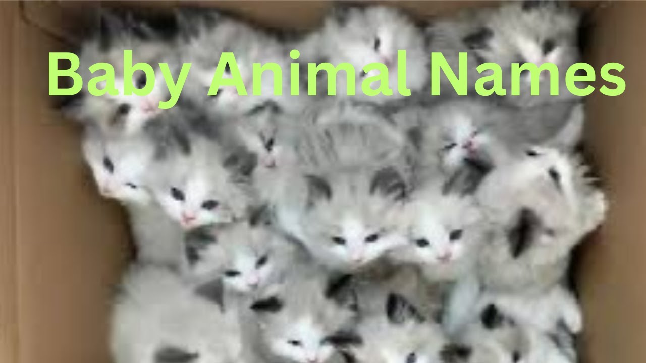 Baby Animal Names YouTube