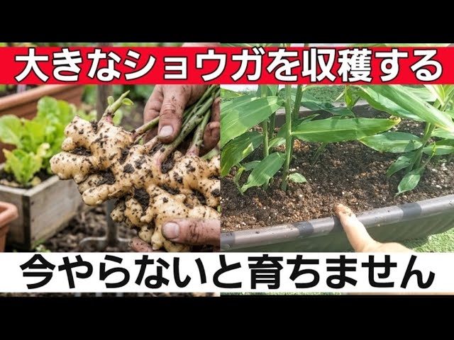 Growing Ginger! Yes, You Can Grow It in Containers—Essential Steps