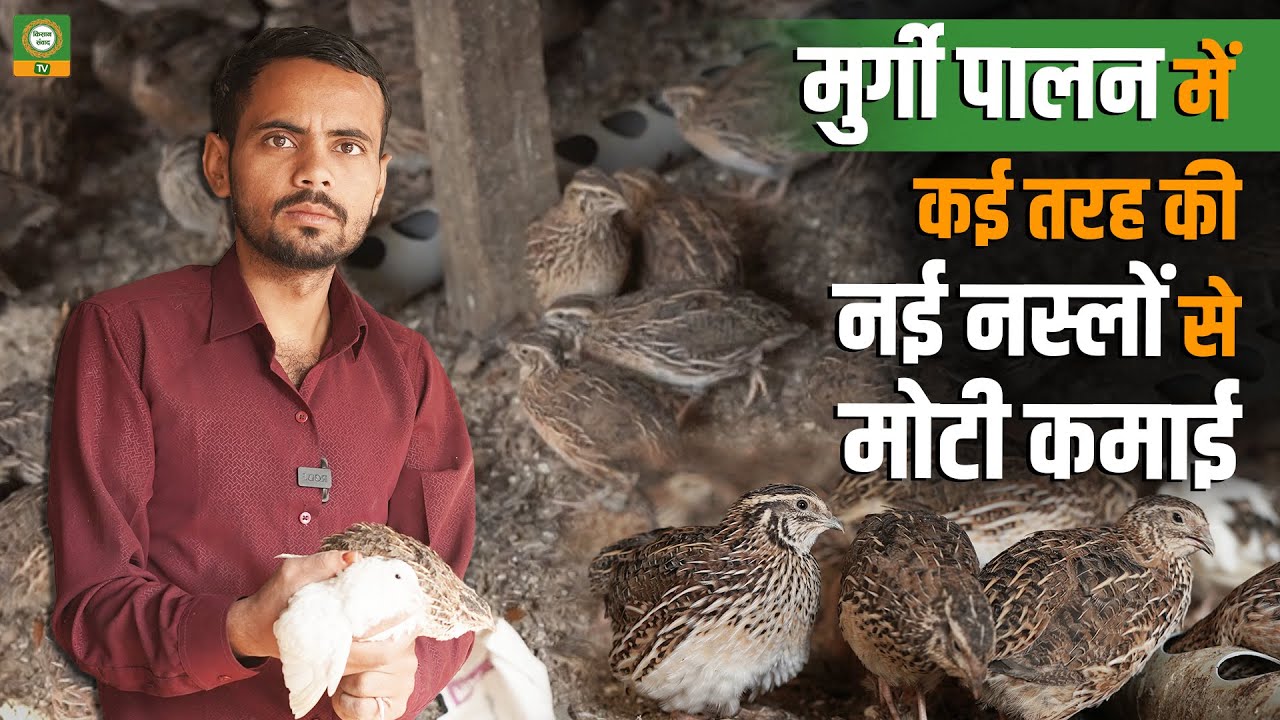 नई नस्लों से मुर्गी पालन में धमाकेदार कमाई | पूरी जानकारी | Kisan Samvad TV