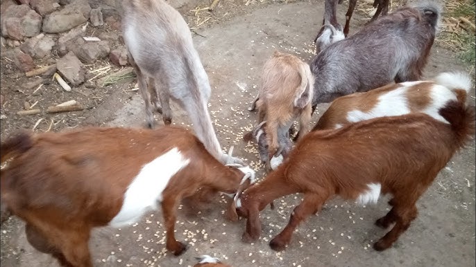 تربية الماعز فى المنزل ونصائح هامة تدل على صحة الماعز Goats in home -  YouTube