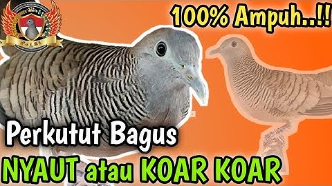 Perkutut Lokal Gacor 100% JUARANYA Memanggil Lawan, Pasti NYAUT semua ramai