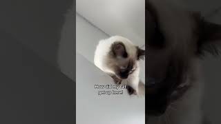 My Cat Jumps On Everything