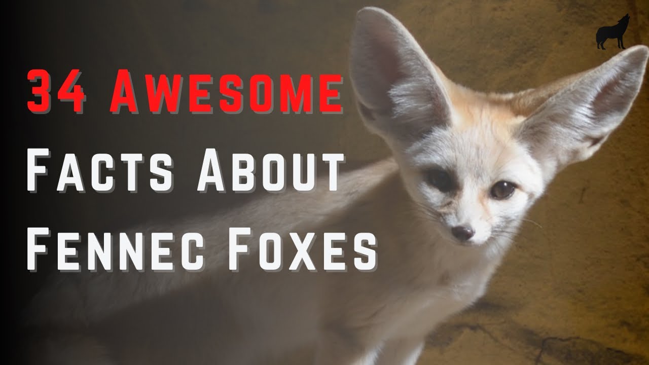 Facts About Fennec Foxes, 34 Quick Facts About Fennec Foxes