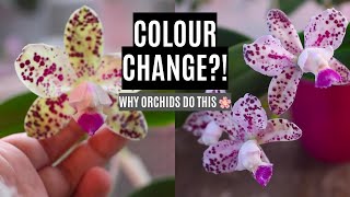 🌈 Why do orchids change colour after blooming? The science behind the magic! My Orchids That Changed Colors