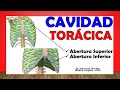 🥇 CAVIDAD TORÁCICA. Tórax Óseo. ¡Fácil Explicación!