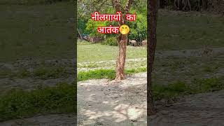 🤭🤭नीलगायों का आतंक#Nilgai #BlueBull #Wildlife #Nature #Forest #AnimalLover#viral#tranding