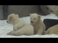 Белые медвежата в Московском зоопарке Polar Bear Cubs in Moscow Zoo