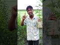 থাই কালোজামের চারা ❤️❤️❤️❤️❤️#agriculture #farmer #farming