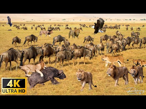 4K African Wildlife Ruaha National Park Tanzania Scenic Wildlife Film With Calming Music