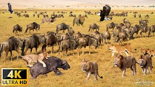 สัตว์ป่าแอฟริกัน 4K : อุทยานแห่งชาติ Ruaha ประเทศแทนซาเนีย - ภาพยนตร์สัตว์ป่าพร้อมดนตรีอันเงียบสงบ
