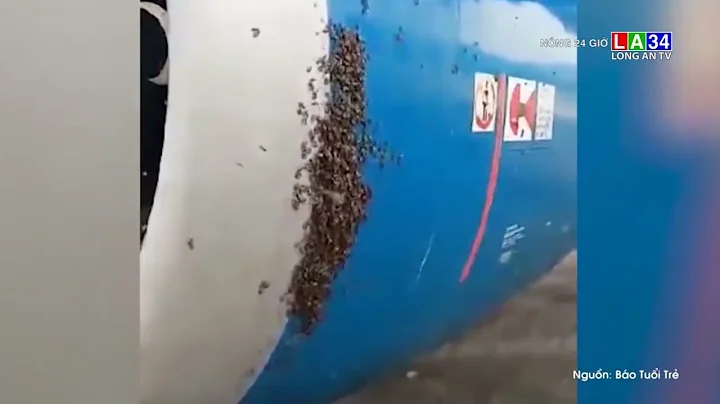 Máy bay Vietnam Airlines chậm khởi hành vì đàn ong "lọt" vào động cơ