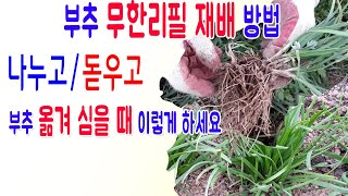 무한리필부추재배방법 부추옮겨심기 부추재배기술 부추분갈이