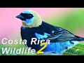 Costa Rica Wildlife Photos 2021 with Nikon Z6 &amp; Z50 &amp; Nikon 500mm f5.6 PF Episode 2