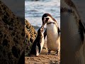 penguin funny video 🥰🥰|#trending #viral #shortvideo #penguin| #itzzmariyam |