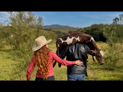 Family farm work / searching for FLORESTA the cow's calf / Ducks / horses / Rural life