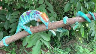 Chameleon combat in greatest colors: Panther Chameleons in Ambanja