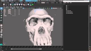 HSC404 Assignment 3 - Importing and cleaning models in Maya