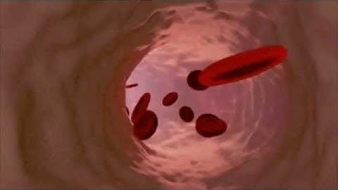 Red Blood Cells  3D animation in Blender 2.74