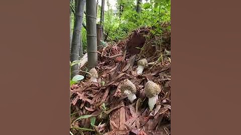 Quá trình Nấm tre phát triển, rất đẹp từ thiên nhiên| BÚT MẬT MÃ #shorts #butmatma