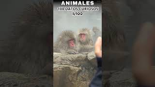 100 DATOS CURIOSOS SOBRE ANIMALES - DATO NÚMERO 1. #curiosidades#animals