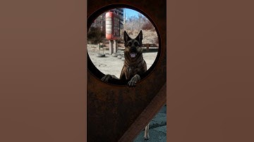 Dogmeat is too adorable | Fallout 4 #fallout4
