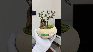 DIY Olive Bonsai ? Would you try this