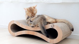 Mother cat can play with kitten Kiki even while sleeping