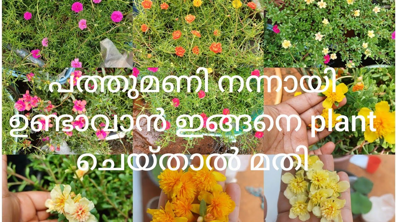 പത്തുമണി നിറയെ പൂക്കൾ ഉണ്ടാവാൻ ശരിയായി നടേണ്ട രീതി. ഇങ്ങനെ നട്ടാൽ നന്നായി ഫ്ലവർ വരും. #portulaca