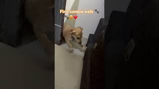 First zombie walk of OG. #nonfollowers #rescuedog #foryou #funny #puppy #fureverfriends #furever
