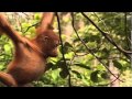 School's Out! | Orangutan Diary | BBC