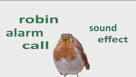 The Animal Sounds:   Robin Alarm Call / Sound Effect / Animation