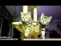 Video: Kitties save the day 