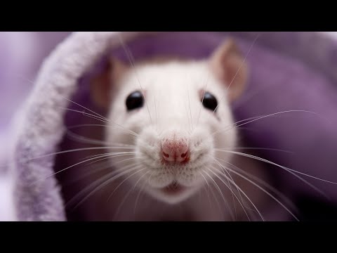Рацион питания  и режим моих  крыс