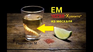 ЕМ червя из мескаля