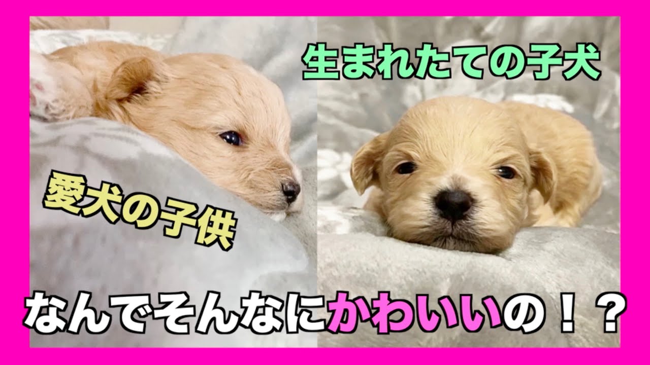 生まれたての子犬 産後 生後２週間までのマルプー Youtube