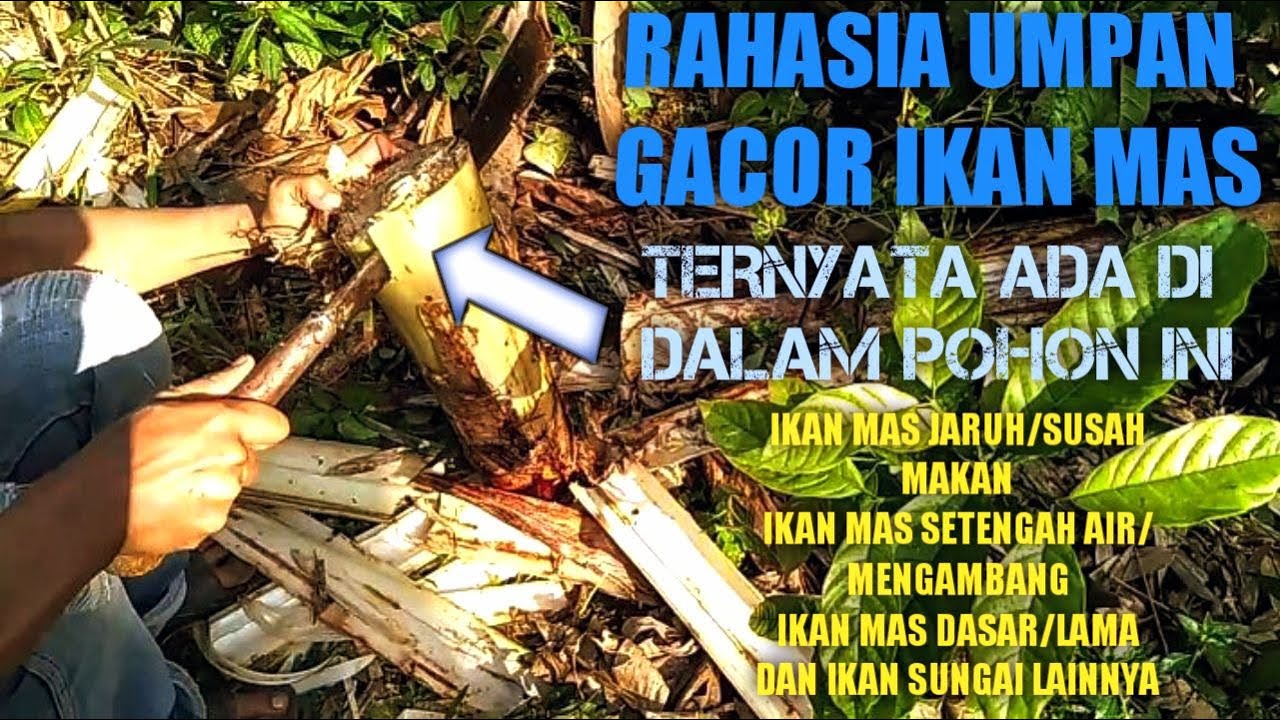 Umpan ikan mas gacor cuma modal parang 