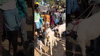 goat and sheep, Market #goat #cowgoat #@lksa1506