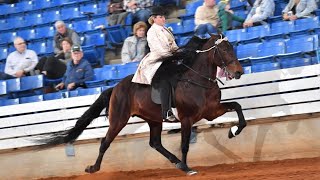 Speed Racking Exhibition at the National Walking Horse Trainers Show in Shelbyville, TN. 3/16/24