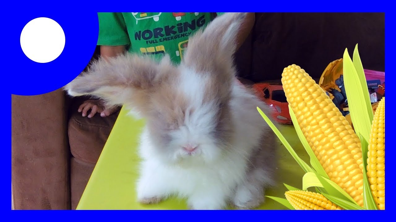 Memberi Makan Bayi Kelinci Lucu Jagung Feeding Cute Baby Bunny
