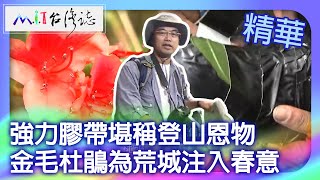 強力膠帶堪稱登山恩物　金毛杜鵑為荒城注入春意｜南投縣仁愛鄉 麥覺明【 ‪‪‪‪ ‪‪‪‪‪‪‪‪‪‪‪‪‪‪‪‪‪‪‪‪‪‪@ctvmit  641集】