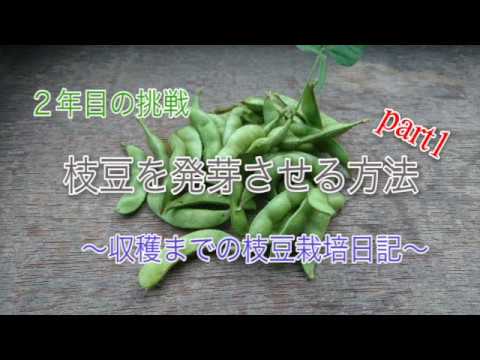 枝豆 発芽 条件