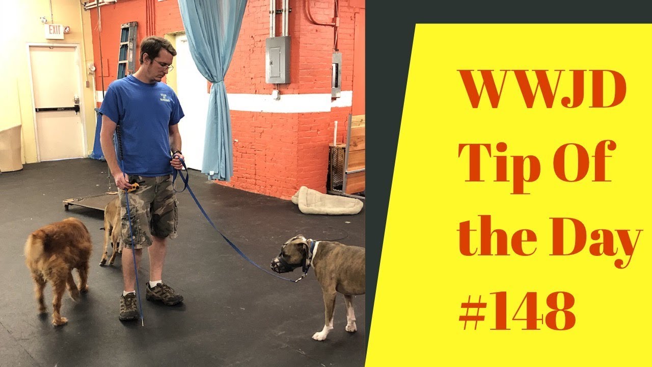dog trainer in delhi fighting dogs, What Would Jeff Do? Dog Training Tip of the Day #148