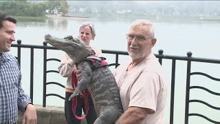 Famed emotional support alligator missing in Georgia