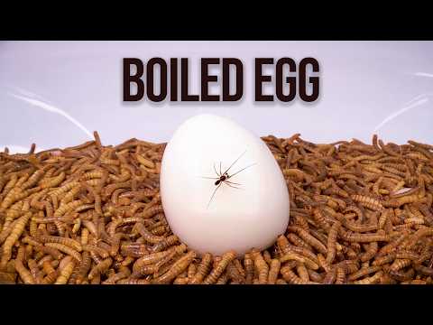 10 000 Mealworms vs. Boiled Egg